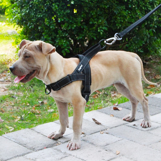 "I Deserve Comfort" - Adjustable Dog Harness