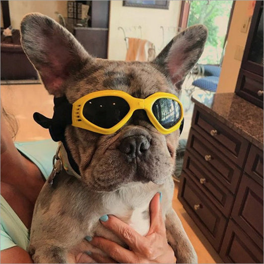 " I Look Good" - Dog Sunglasses