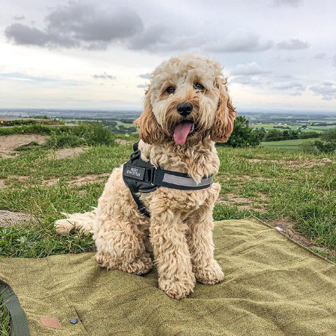 "I Deserve Comfort" - Dog Harness