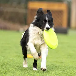 "Frisbee Funday" - Easy Grip Dog Frisbee