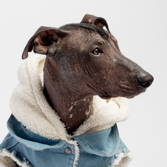 "I Look Good" - Dog Denim Jacket