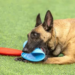 "Frisbee Funday" - Easy Grip Dog Frisbee